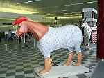 Buckaroo